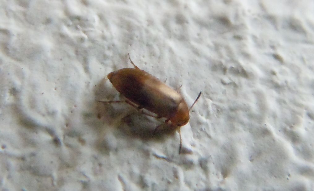 Anaspis maculata - (Scraptiidae)
